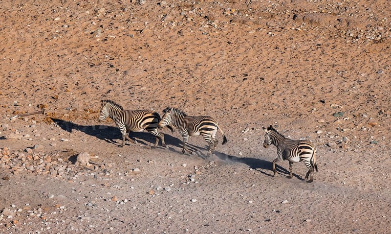 Three hartmann's mountain zebras (Equus zebra hartmannae) in the sand, from above, Hobatere Concession, Namibia, Africa