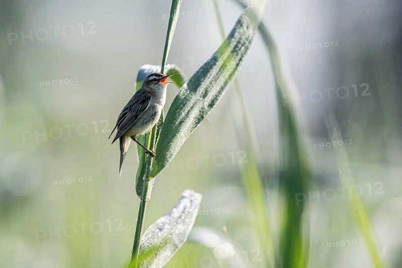 Sedge warbler (Acrocephalus schoenobaenus), Lower Saxony, Germany, Europe