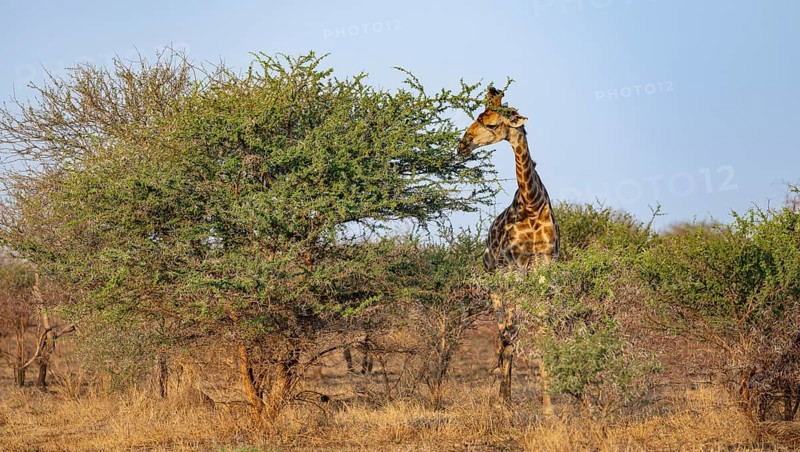 Southern giraffe (Giraffa giraffa giraffa), eating leaves of an acacia tree, in the evening light, African savannah, Kruger National Park, South Africa, Africa