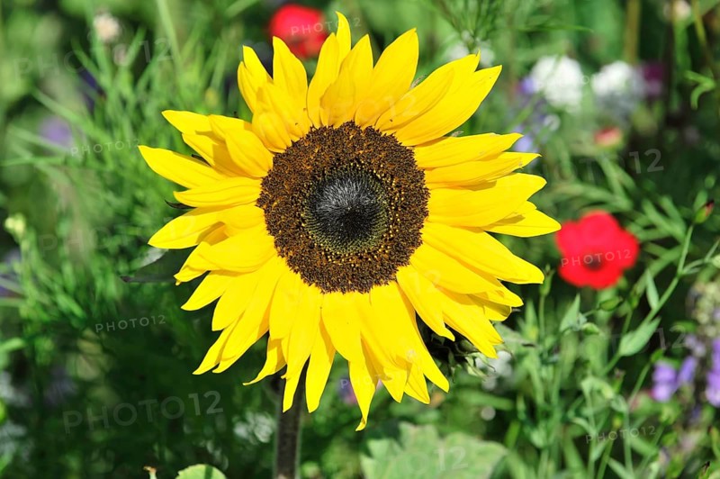 Sunflower (Helianthus annuus), flowering, Baden-Wuerttemberg, Germany, Europe, Large yellow sunflower in a green garden with red flowers in the background, Stuttgart, Europe