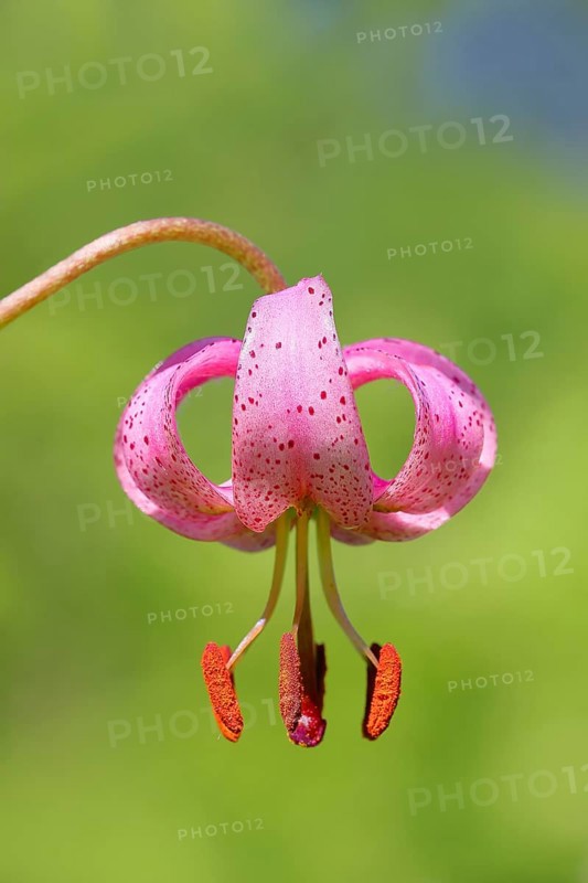 Martagon lily (Lilium martagon) in a forest in spring, lily family, flower, macro, nature photography, medicinal plant, nature reserve Mackenberg, North Rhine-Westphalia, Germany, Europe
