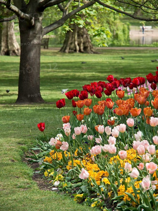 Different colours of tulips blooming under a large tree in a quiet park area, London, England, United Kingdom, Europe