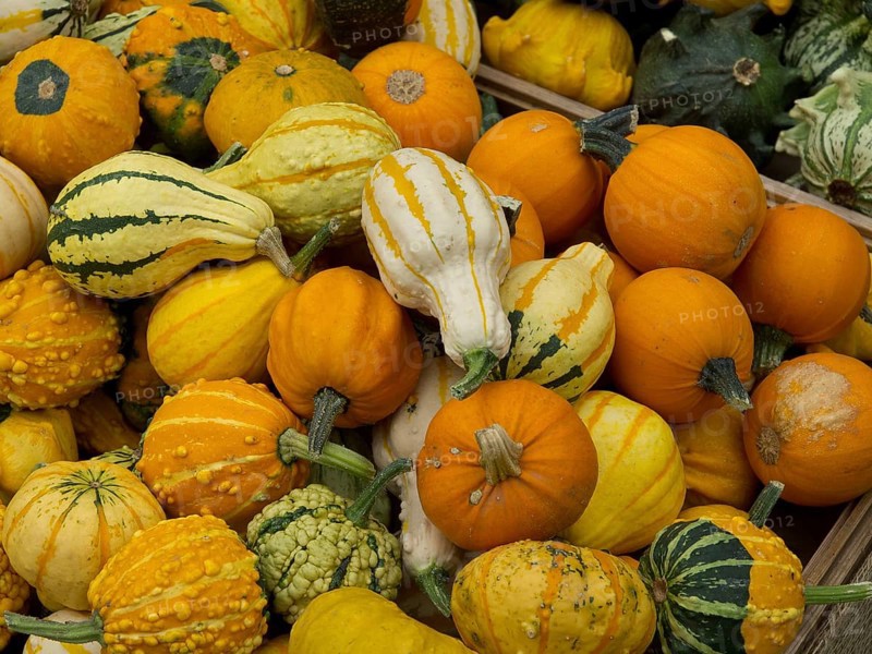 A variety of colourful patterned ornamental pumpkins in different sizes and colours, many colourful pumpkins for decoration in a garden, Borken, Germany, Europe