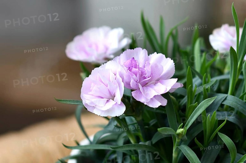 Flowers of light purple Dianthus plant