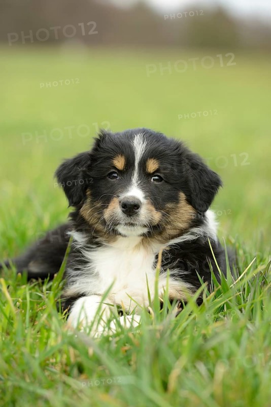 Close-up of an Australian shepherd puppy lying on a meadow