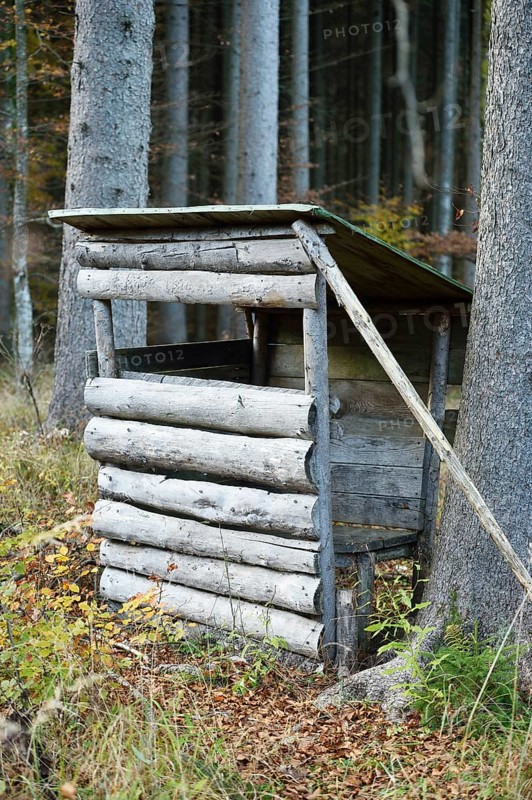 A perch in a mixed forest in autumn, Austria, Europe