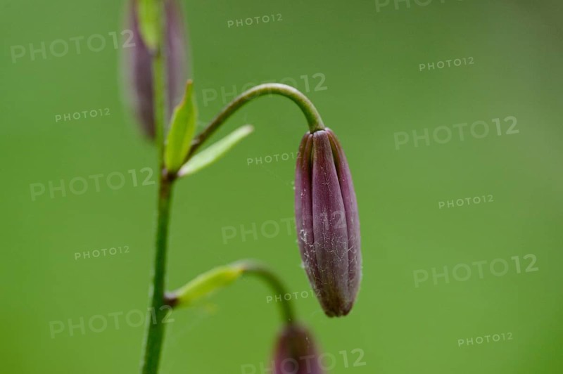 Close-up of a Martagon or Turk's cap lily (Lilium martagon) in a forest in spring