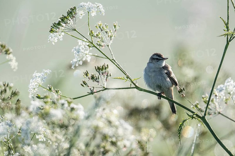 Sedge warbler (Acrocephalus schoenobaenus), Lower Saxony, Germany, Europe