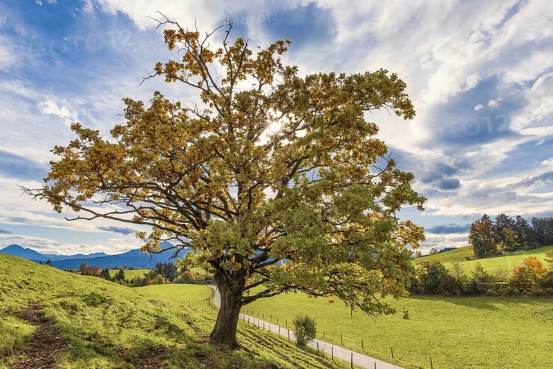 Maple tree, Acer pseudoplataus, Ostallgaeu, Bavaria, Germany, Europe