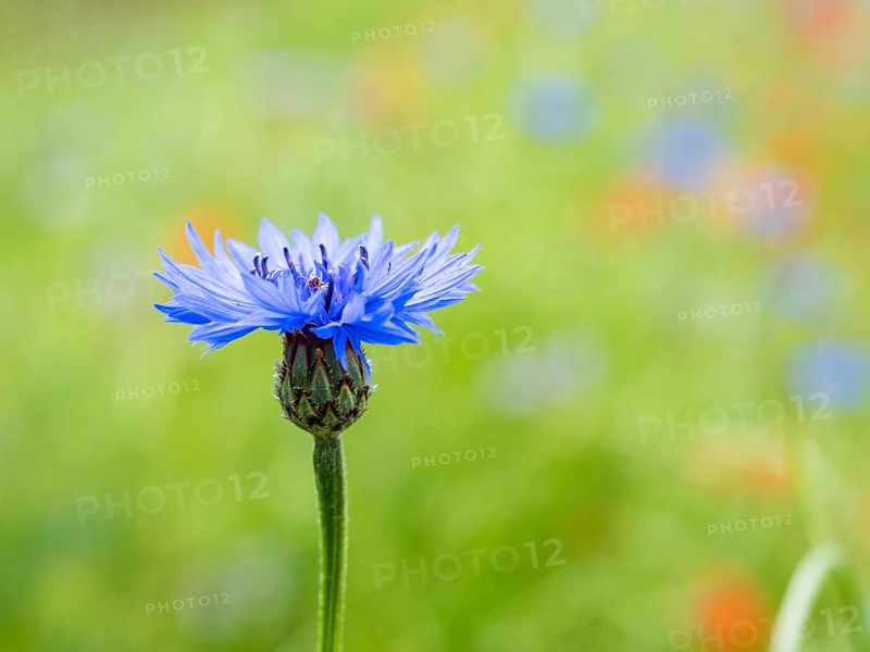 Cornflower (Centaurea cyanus), near Heimschuh, Styria, Austria, Europe