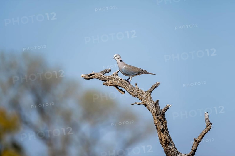 Ring-necked dove (Streptopelia capicola) sitting on a branch against a blue sky, Kruger National Park, South Africa, Africa
