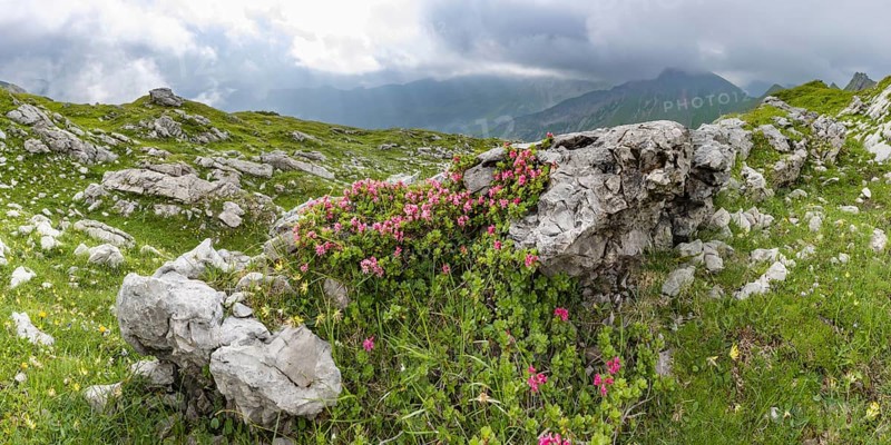 Alpine rose blossom, rhododendron, Koblat-Hoehenweg on the Nebelhorn, Allgaeu Alps, Allgaeu, Bavaria, Germany, Europe