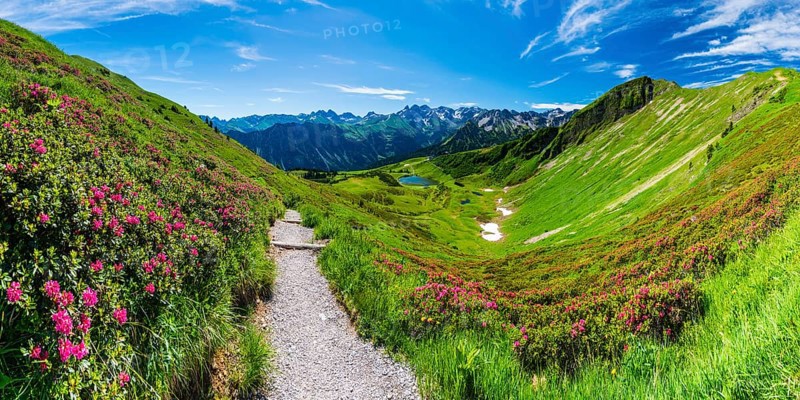 Alpine rose blossom, panorama from the Fellhorn over the Schlappoldsee and mountain station of the Fellhornbahn to the central main ridge of the Allgaeu Alps, Allgaeu, Bavaria, Germany, Europe