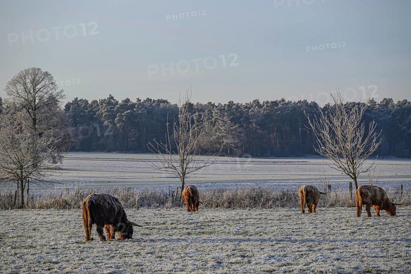 Cows grazing on frozen pasture surrounded by bare trees in winter, Frosty winter time in the early morning on fields and meadows in Muensterland, velen, Germany, Europe