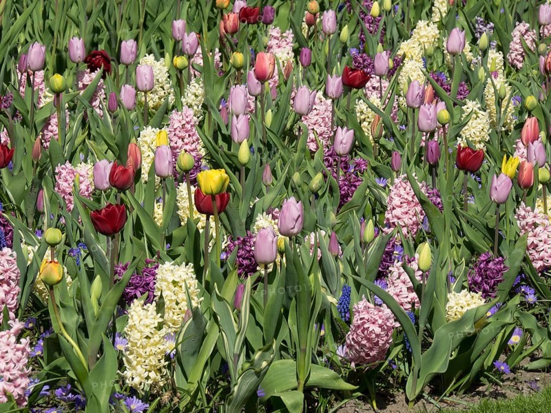 A colourful field of different tulips and hyacinths that together form a vibrant sea of flowers, many colourful, blooming tulips in springtime in the Netherlands, amsterdam, the netherlands