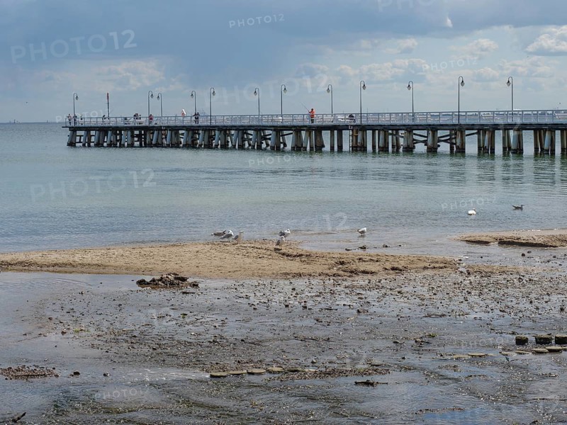 Seagulls walking on the wet beach near a long jetty into the sea under a slightly cloudy sky, green and yellow fishing boats on the beach in Poland, sopot, poland