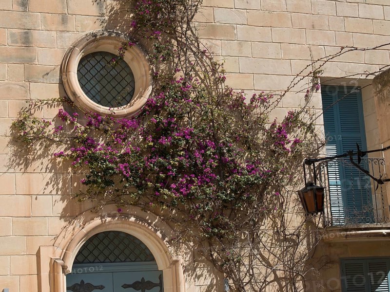 House facade with climbing plants and round windows in a mediterranean atmosphere, the town of mdina on the island of malta with historic houses, colourful balconies, magnificent churches, mdina, Malta, Europe