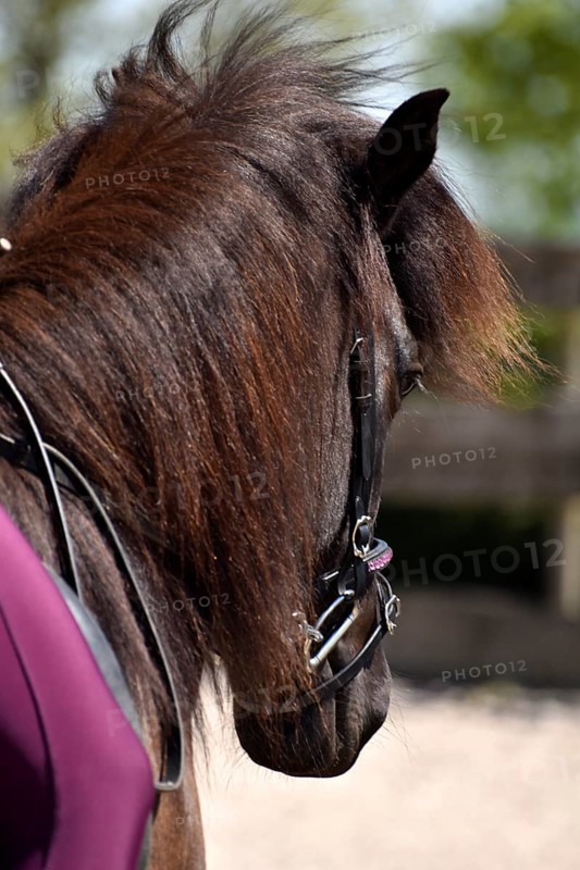 Detailed view of an Icelandic horse with head, mane, mop of hair and equipped with reins, bridle and bit