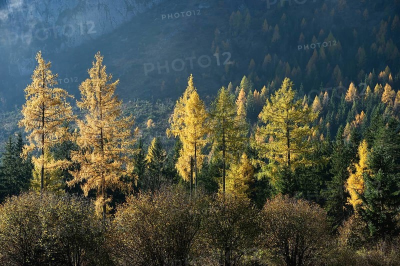 Landscape of yellow European larch (Larix decidua) trees growing in a forest on a mountain in autumn, Austria, Europe