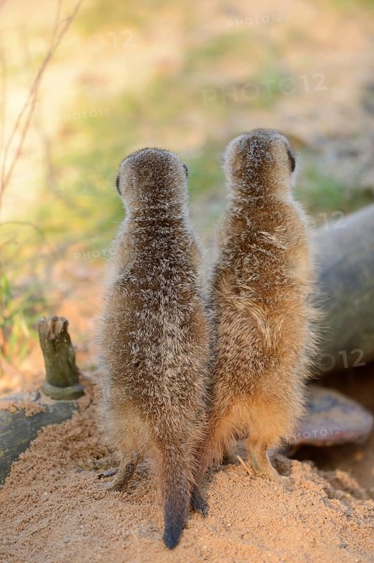 Close-up of two little meerkat or suricate (Suricata suricatta) babies making male in sand