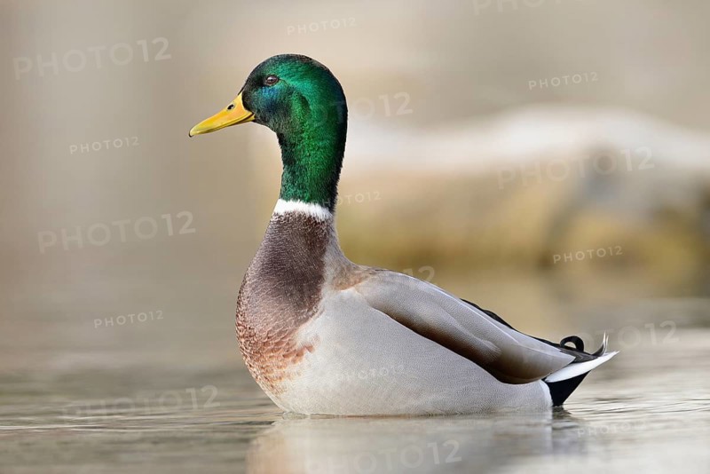 Mallard or Wild Duck (Anas platyrhynchos) male at a lake in winter, Austria, Europe