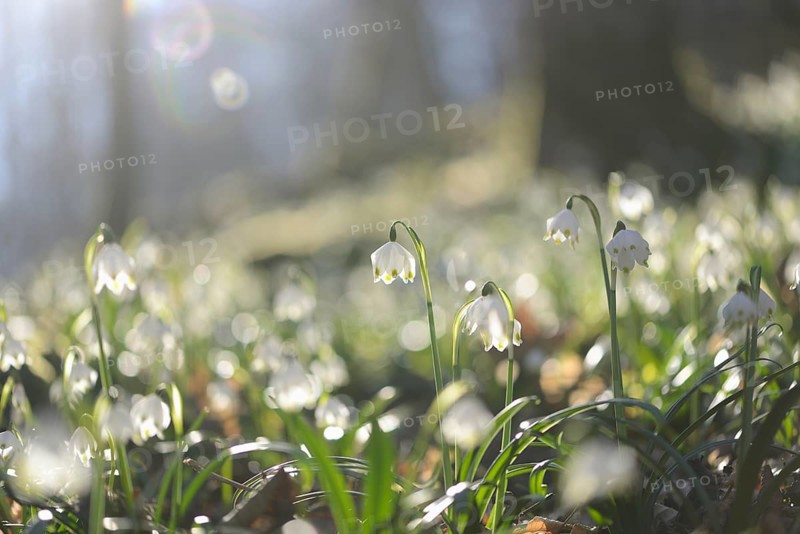 Landscape of Spring Snowflake (Leucojum vernum) blossoms in a forest on a sunny evening in spring