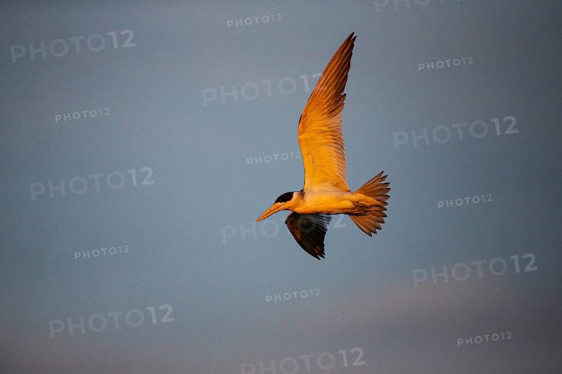 Large-billed Tern (Phaetusa simplex) Pantanal Brazil