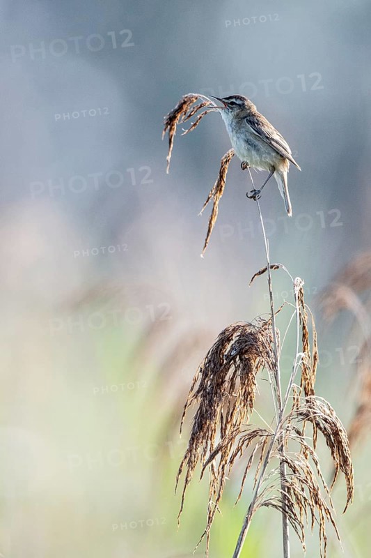 Sedge warbler (Acrocephalus schoenobaenus), Lower Saxony, Germany, Europe