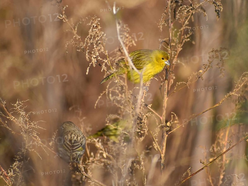 Free-living saffron finch (Sicalis flaveola) or saffron bunting male (all yellow) and female, seen in Buenos Aires, Argentina, South America