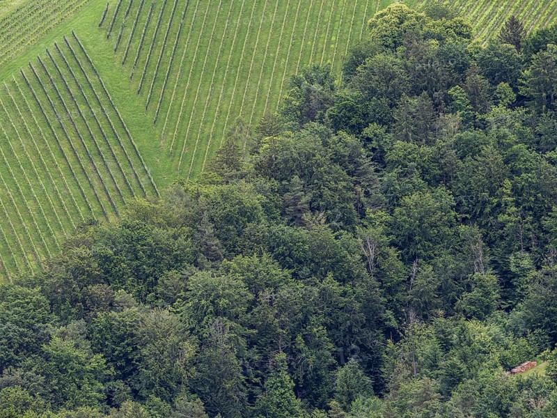 Vineyard at the edge of the forest, view from the Demmerkogel lookout point, St. Andrae-Hoech, Sausal wine country, Styria, Austria, Europe
