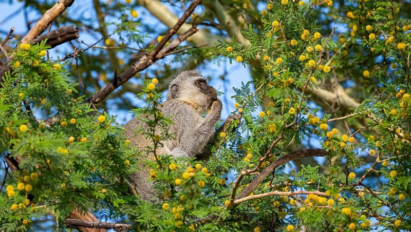 Southern vervet monkey (Chlorocebus pygerythrus) sitting in a flowering tree, eating yellow flowers of an acacia tree, Kruger National Park, South Africa, Africa