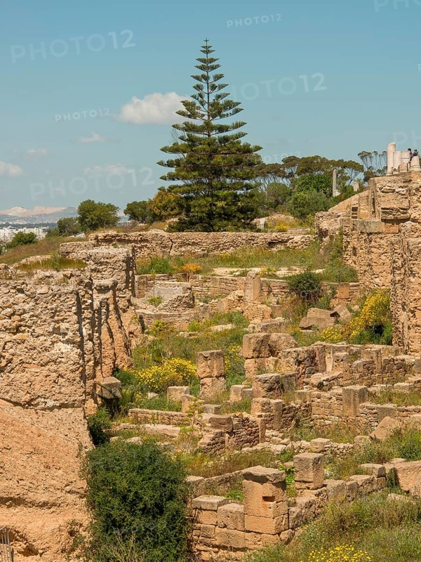 Stone ruins with trees and lawn in the background under a sunny, clear sky, Tunis in Africa with ruins from Roman times, modern mosques and blue and white houses in sidi-bou-said, Tunis, Tunisia, Africa