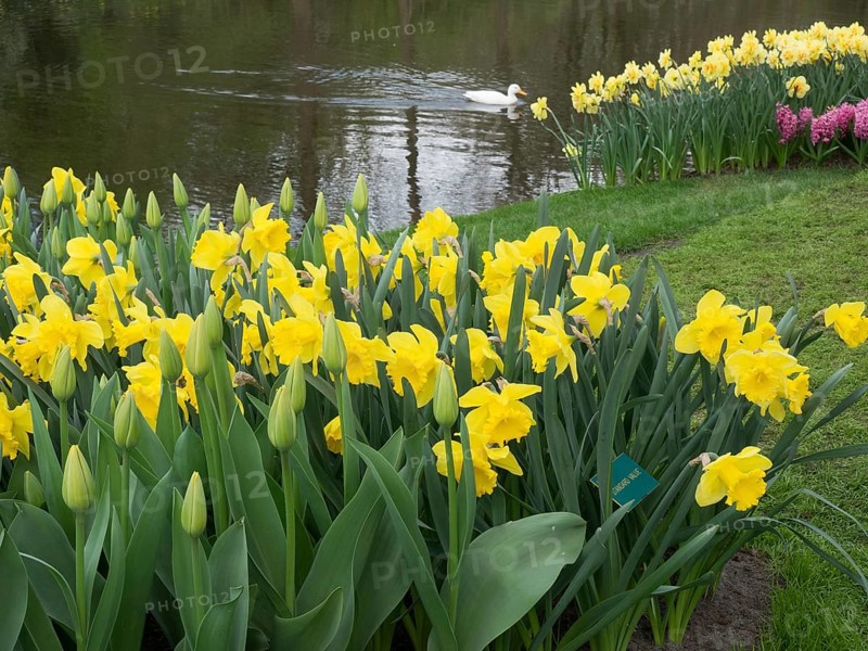 A river with yellow daffodils in the foreground, grassy banks and a duck in the water, lots of colourful, blooming tulips in a garden in the Netherlands during the spring zeti, Amsterdam, Netherlands