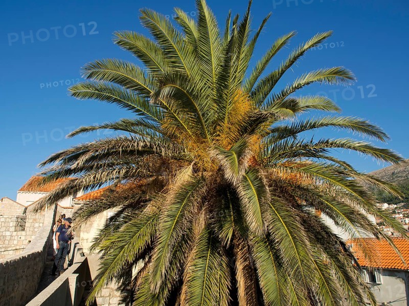 A large palm tree stands in front of a bright blue sky, while people stroll past in a summer atmosphere, the old town of Dubrovnik with its historic houses, churches, red roofs and fortress walls, dubrovnik, coratia