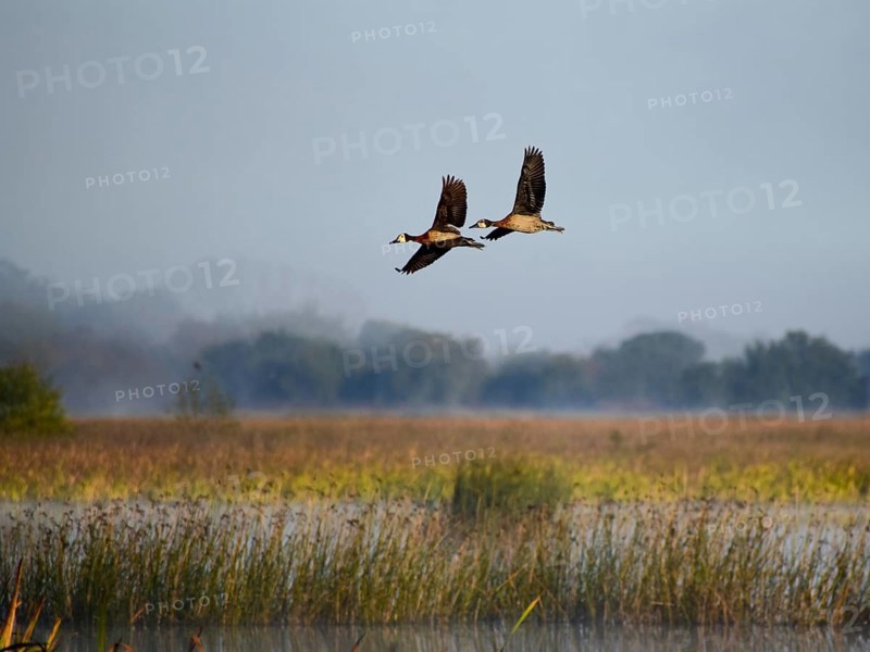 Two white-faced whistling ducks (Dendrocygna viduata), male and female, flying over the lake Laguna de Navarro, Buenos Aires, Argentina, South America