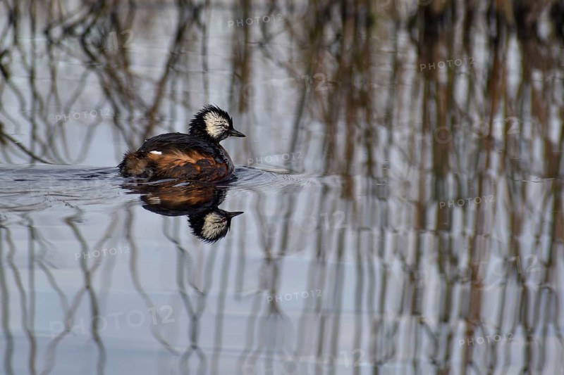 White-tufted grebe (Rollandia rolland) with reflection on the lake Laguna de Navarro, Buenos Aires, Argentina, South America