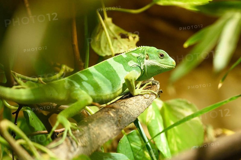 Close-up of a Fiji banded iguana (Brachylophus fasciatus) in a terrarium