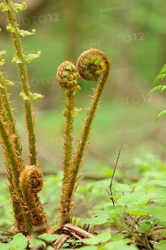 Close-up of male fern (Dryopteris filix-mas) in a forest in spring