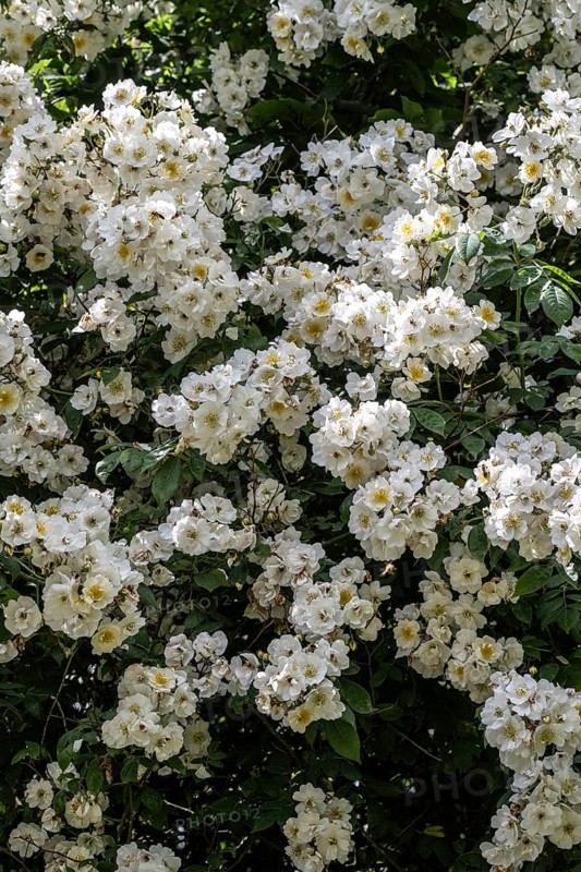 Tufted rose (Rosa multiflora), Emsland, Lower Saxony, Germany, Europe