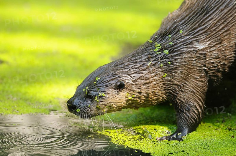 North American river otter (Lontra canadensis) at a lake in summer, captive