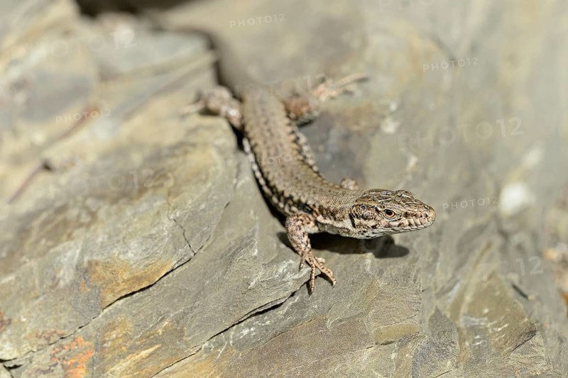 Viviparous lizard (Zootoca vivipara) on a stone wall, Moselle, Rhineland-Palatinate, Germany, Europe