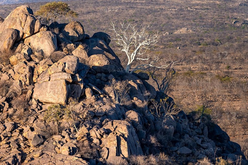 Leafless trees growing on a rocky barren hill, tree with white bark, Hobatere Concession, Namibia, Africa