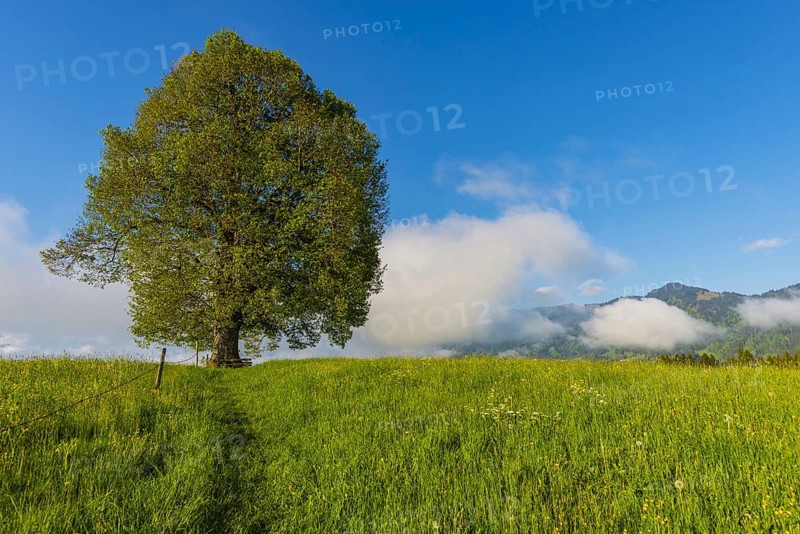 Peace lime tree (Tilia) on the Wittelsbacher Hoehe, 881m, Illertal, Allgaeu, Bavaria, Germany, Europe
