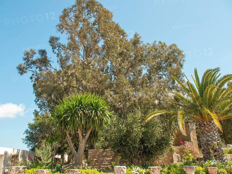Large trees and palm trees in a sunny garden, Tunis in Africa with ruins from Roman times, modern mosques and blue and white houses in sidi-bou-said, Tunis, Tunisia, Africa
