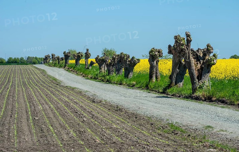 Small gravel road with row of pruned willow trees along blooming rapeseed and field with newly sown sugar beets and blue sky in Hagestad, Ystad Municipality, Skane County, Sweden, Scandinavia, Europe