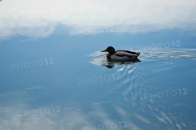 Mallard or wild duck (Anas platyrhynchos) swimming in the water of a lake, Germany, Europe