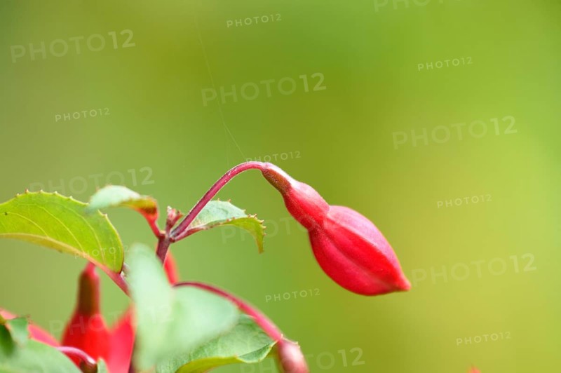 Close-up of red Fuchsia blossoms in a garden in summer