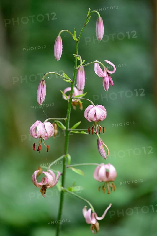Close-up of a Martagon or Turk's cap lily (Lilium martagon) in a forest in spring