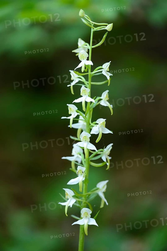 Platanthera chlorantha, commonly known as the Greater Butterfly-orchid