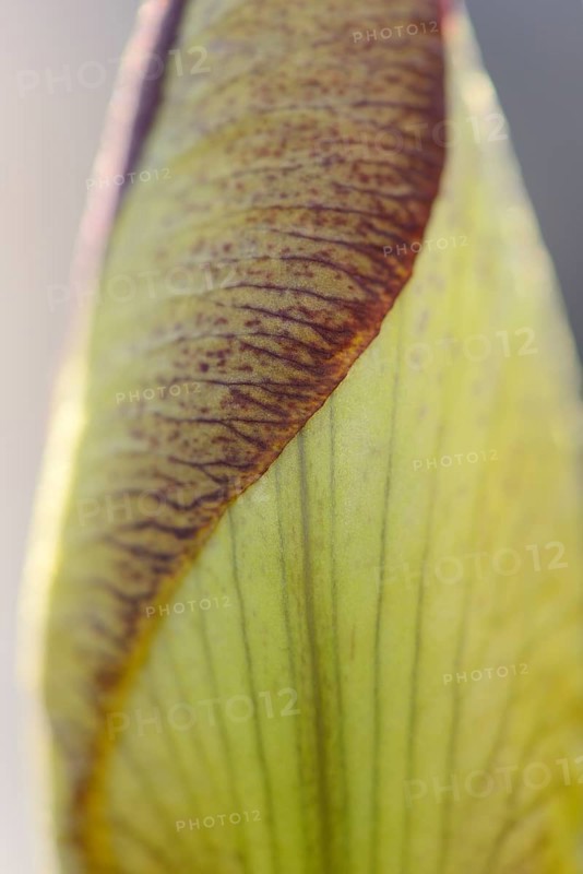 Close-up of a bearded iris cultivar 'Mary Todd' in a garden in spring